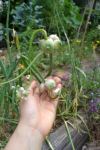 Egyptian walking onions are perennial