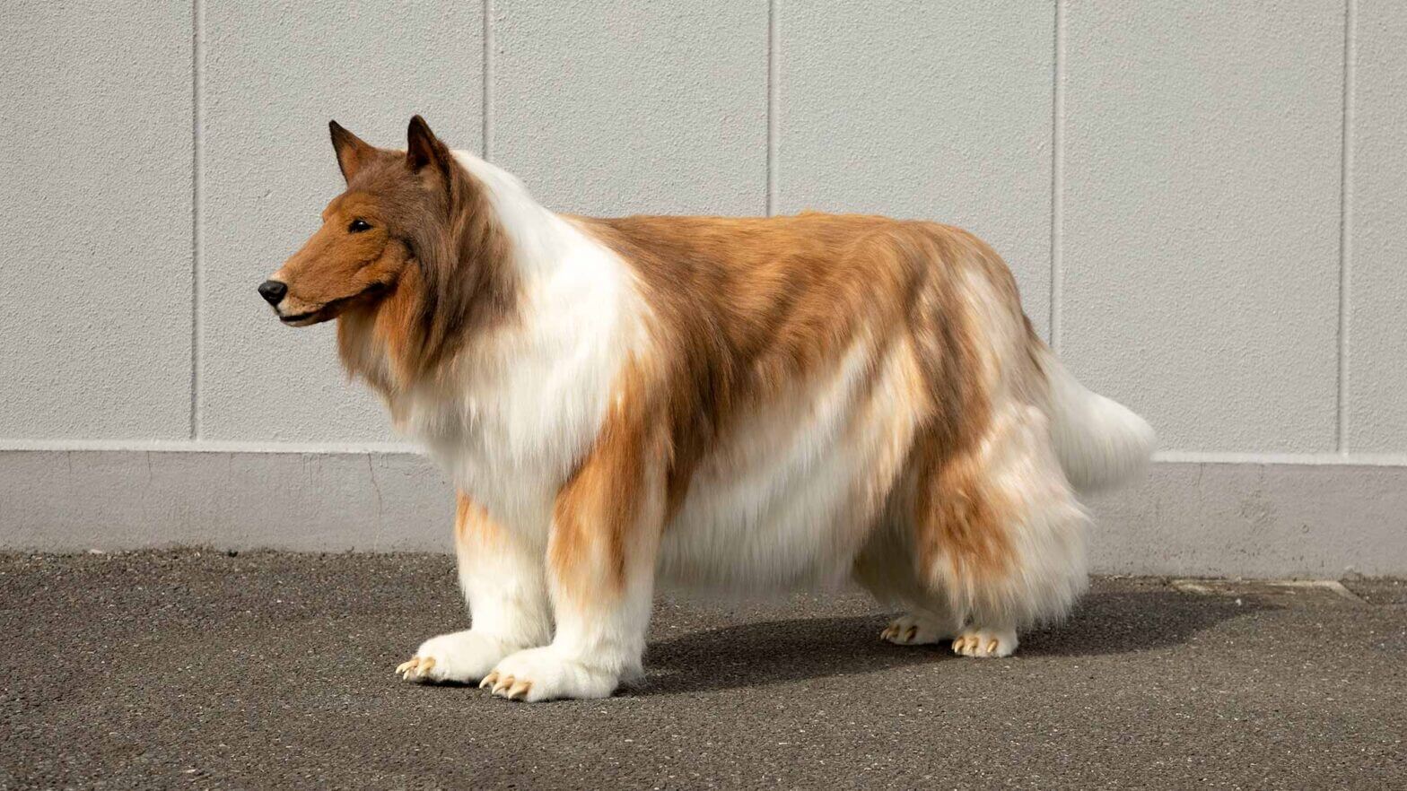 Japanese Man in Lifelike Collie Dog suit