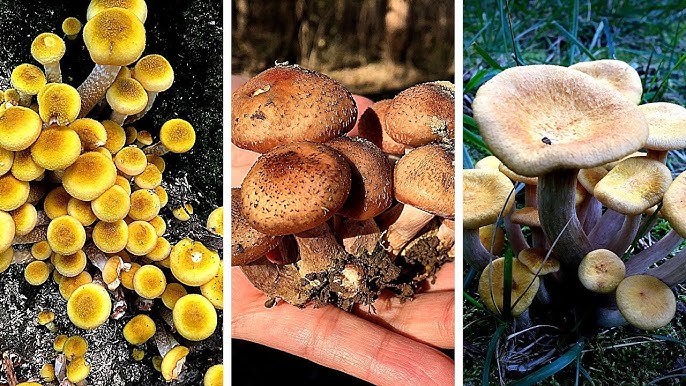 FungusID.com - We Developed a FREE App to Help You Identify Mushrooms (Just Upload Your Photos!)