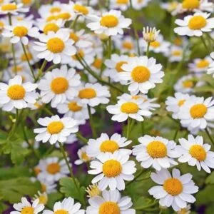 Feverfew (Moederkruid) health benefits wild plant