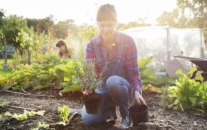 Growing your own food - soon forbidden and banned