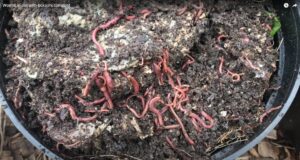 Worms in pot with Bokashi compost - DIY Make your own soil fabric