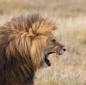 Satan like a roaring lion and Hostility in the animal kingdom