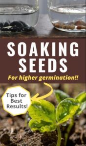 soaking seeds pre-soak seeds for better faster germination