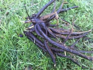 Comfrey roots are food - Amazing health benefits roots and leaves Comfrey plant