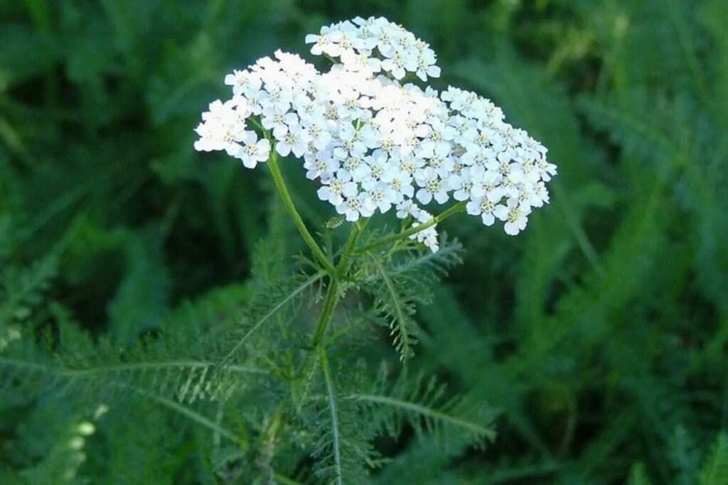 Yarrow flowers and leaves - medicinal and edible herb