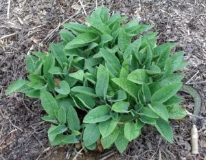 young Comfrey plants - superfood for humans and animals!