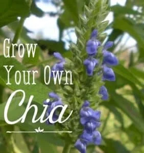 Grow your own Chia - health benefits Chia seeds and Chia leaves