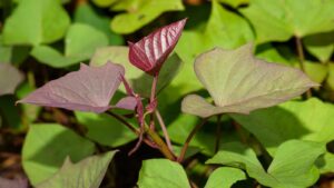 Sweet potato greens are edible and more nutritious than the tubers