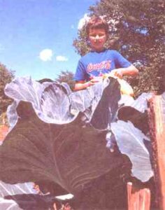 Robert Williams III poses by one of his cabbages, with his personalized vitamin mixture in hand