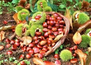 Sweet Chestnuts health benefits