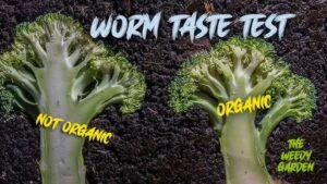 The battle of the broccoli - worm taste test - Shocking truth about nutrients in food