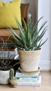 Aloe Arborescens, also know as Tree aloe or Candelabra aloe - Kandelaar aloe