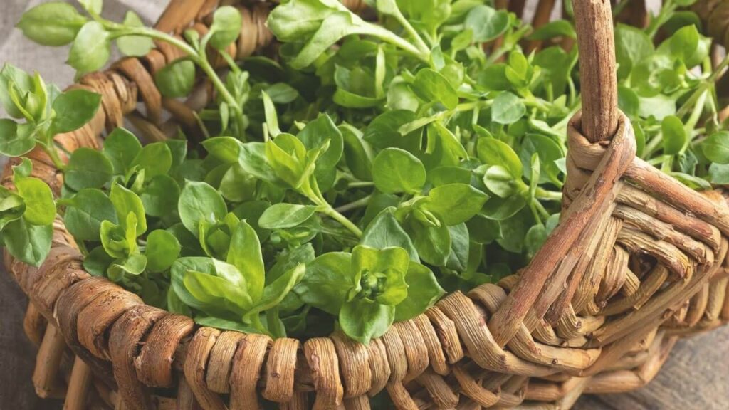 Basket of Chickweed Vogelmuur - wild superfood