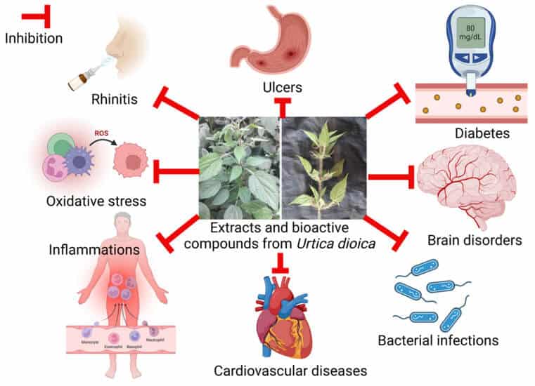 Health benefits of Stinging nettle - Gezondheidsvoordelen van Brandnetel