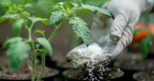 Citroenzuur tuin - Citric Acid can boost your plant growth garden