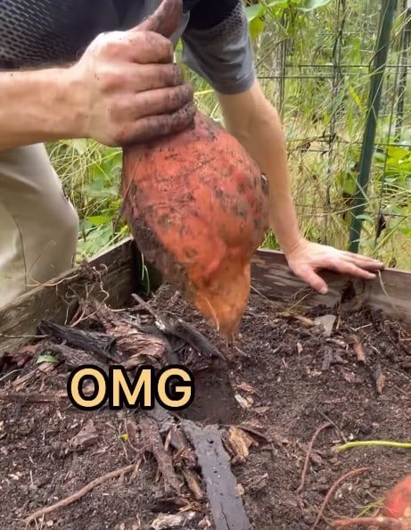gigantic sweet potatoes gigantische zoete aardappelen