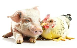 H1N1 en H1N5 griep - duister plan - H1N5 flu