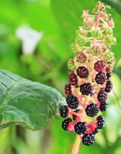 Pokeweed - Oosterse Karmozijnbes als medicijn