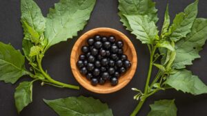 Zwarte Nachtschade is eetbaar - Black Nightshade is edible and medicine