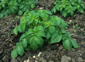 Gezondheidsvoordelen van aardappelbladeren - Potato leaves edible