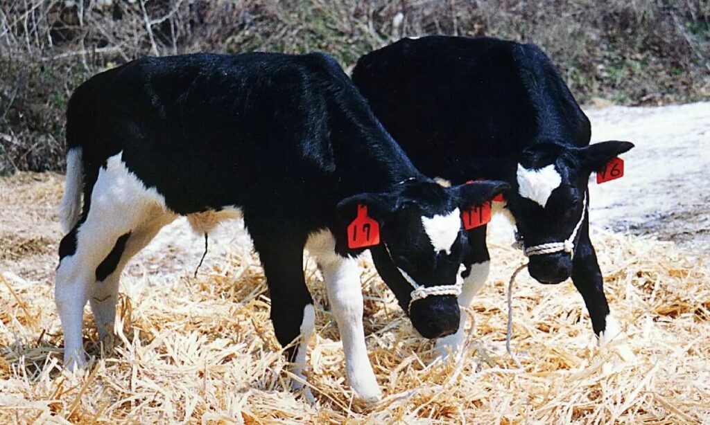 Cloned cows - Kloonvlees - foto uit 1998 - gekloond vlees