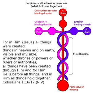 Laminin - Laminine - Tell them My daughter - Victoria Neville - Eindtijdnieuws.com Laminin - Laminine - Tell them My daughter... - Victoria Neville