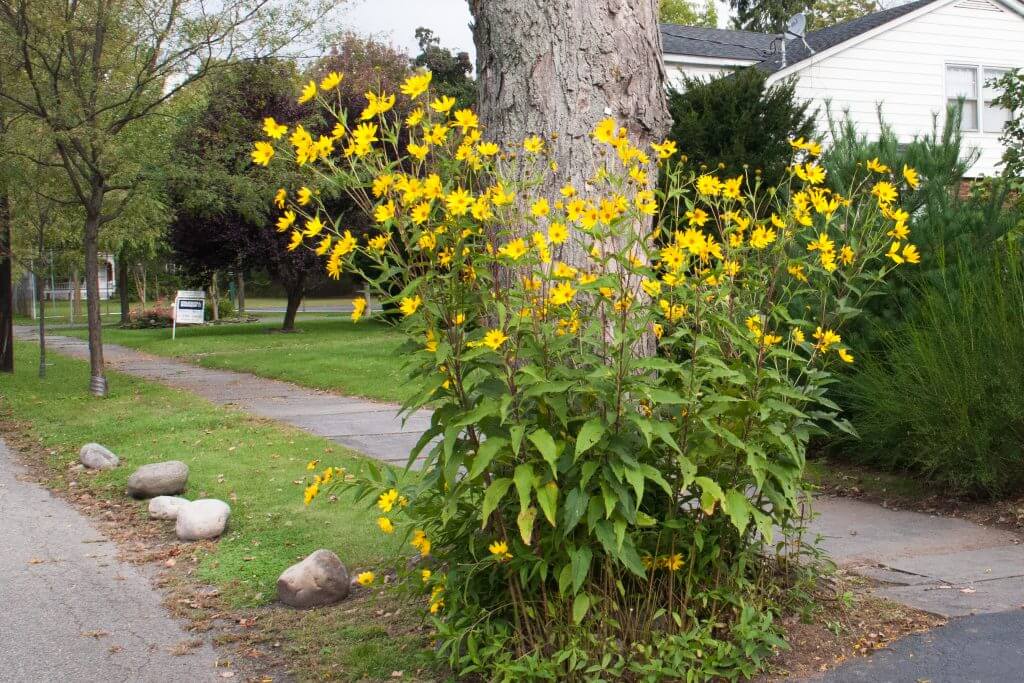Aardpeer Sunchoke Jerusalem Artichoke - survival groente in bloei