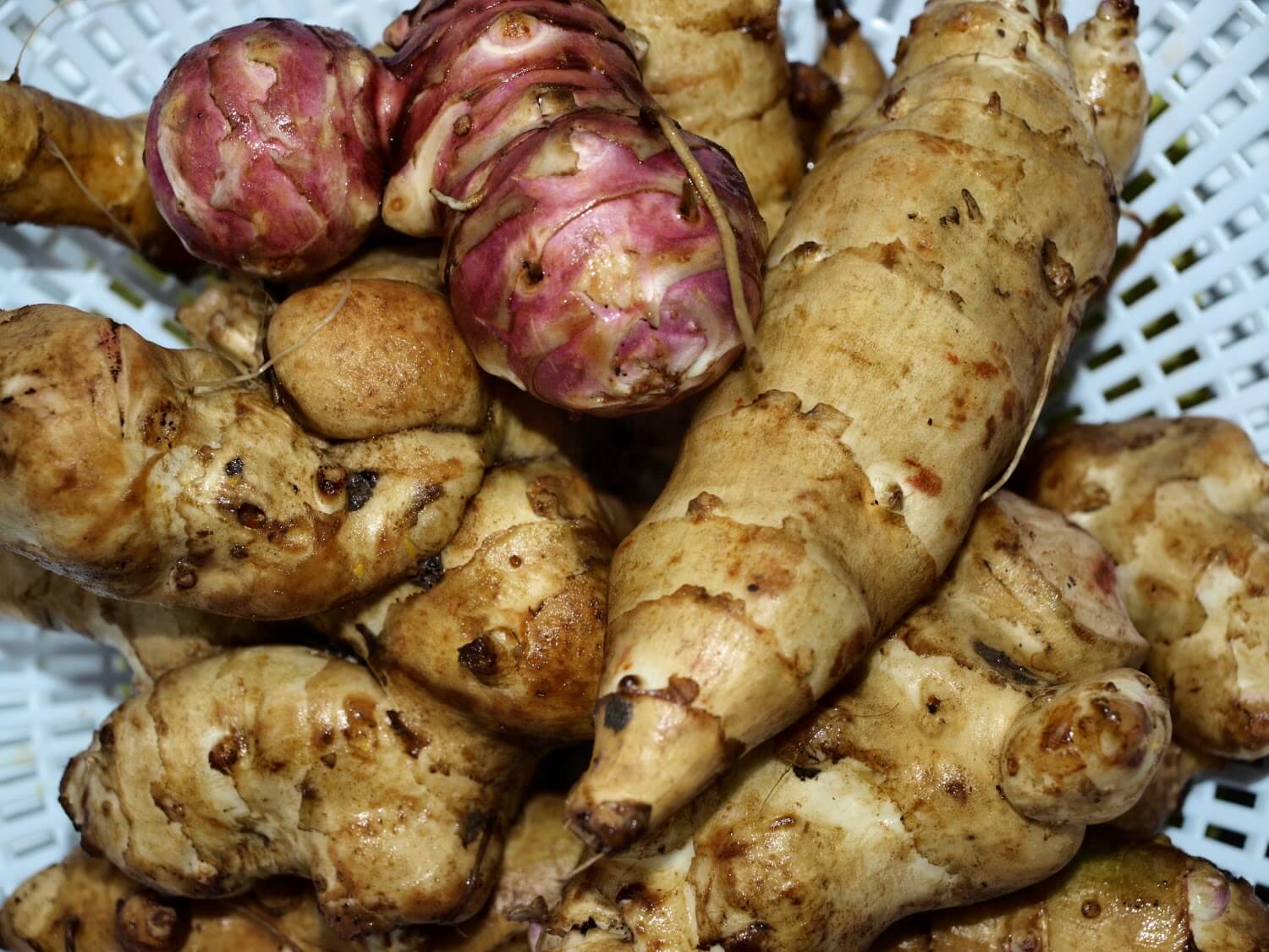 Aardpeer Sunchoke Jerusalem artichoke - knollen tubers - oorlogsplant - Eindtijdnieuws.com Aardpeer Sunchoke Jerusalem artichoke - knollen tubers - oorlogsplant