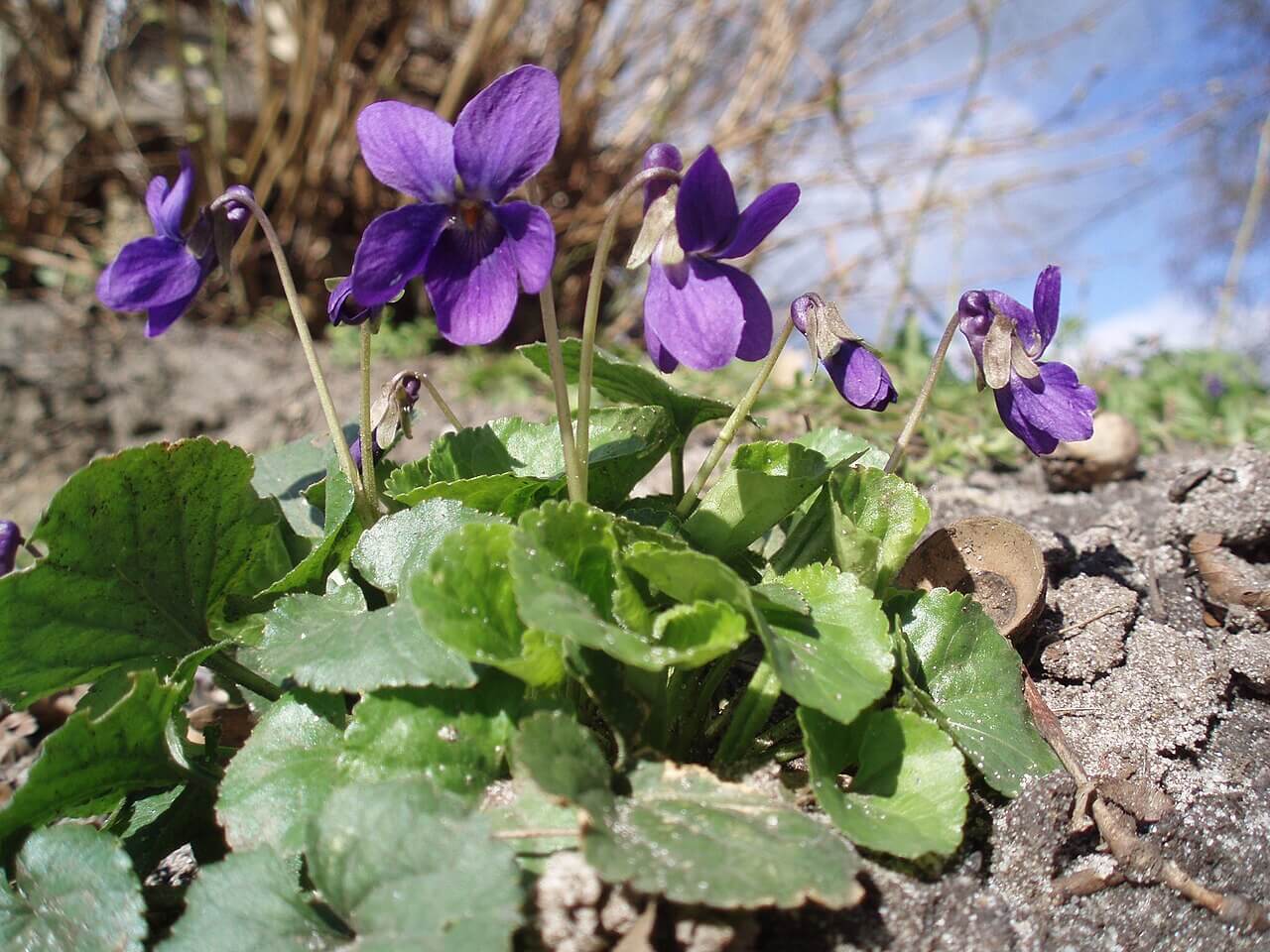 Wildplukken voorjaar - Maarts viooltje