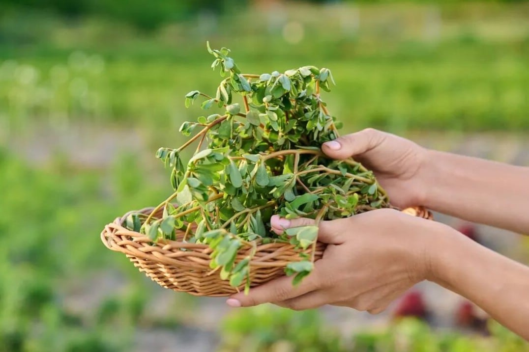 Zomerpostelein Summer Purslane - Voedingsrijk en geneeskrachtig