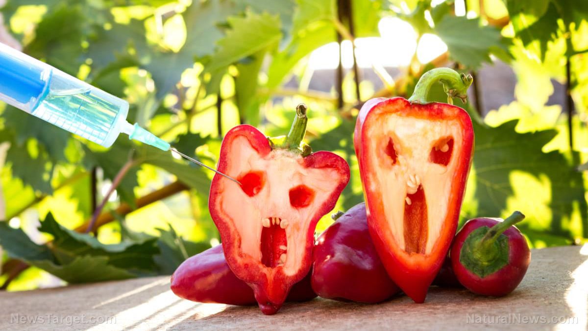 GMO voedsel (GGO) genetically engineered crops