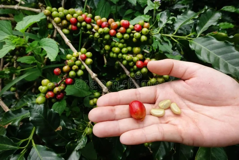 Groene koffieboon van koffiekers of koffiebes - Green coffee bean
